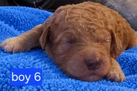 Goldendoodle boy 6 Red , a male Goldendoodle for sale in Tarboro, NC – 1 of 5