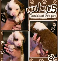 Boy 5 Mini Bernedoodle , a male Miniature Bernedoodle for sale in Tarboro, NC – 3 of 5