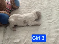 Girl 3 Apricot cream Parti with Chocolate markings , a female Goldendoodle for sale in Tarboro, NC – Photo 3 of 5