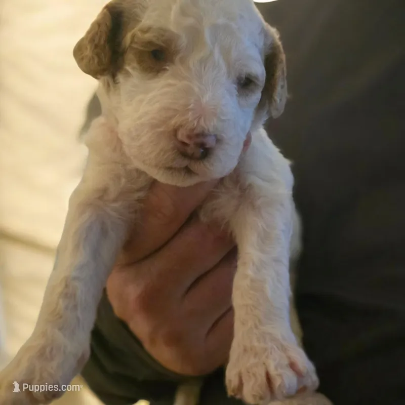 Girl 3 Apricot cream Parti with Chocolate markings 
