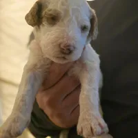 Girl 3 Apricot cream Parti with Chocolate markings 1 ear chocolate , a female Goldendoodle for sale in Tarboro, NC – Photo 4 of 7