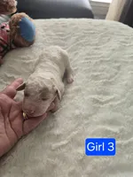 Girl 3 Apricot cream Parti with Chocolate markings , a female Goldendoodle for sale in Tarboro, NC – Photo 4 of 5