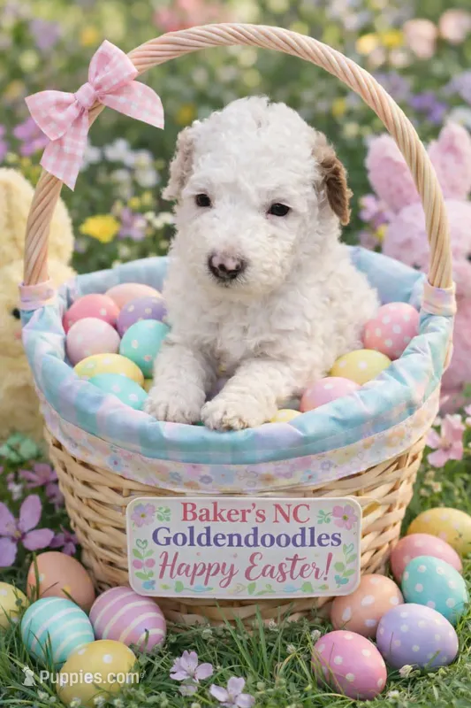 Girl 3 Apricot cream Parti with Chocolate markings  – Goldendoodle puppy for sale in Tarboro, NC