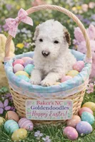 Girl 3 Apricot cream Parti with Chocolate markings 1 ear chocolate , a female Goldendoodle for sale in Tarboro, NC – Photo 2 of 7