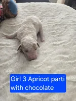 Girl 3 Apricot cream Parti with Chocolate markings , a female Goldendoodle for sale in Tarboro, NC – Photo 2 of 5