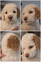 Girl 3 Apricot cream Parti with Chocolate markings 1 ear chocolate , a female Goldendoodle for sale in Tarboro, NC – Photo 3 of 7