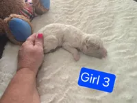 Girl 3 Apricot cream Parti with Chocolate markings , a female Goldendoodle for sale in Tarboro, NC – Photo 5 of 5