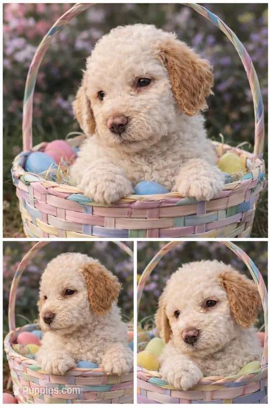 Girl 3 Apricot cream Parti with Chocolate markings 1 ear chocolate  – Goldendoodle puppy for sale in Tarboro, NC