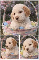 Girl 3 Apricot cream Parti with Chocolate markings 1 ear chocolate , a female Goldendoodle for sale in Tarboro, NC – Photo 1 of 7