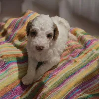 Girl 3 Apricot cream Parti with Chocolate markings 1 ear chocolate , a female Goldendoodle for sale in Tarboro, NC – Photo 5 of 7