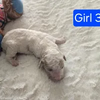 Girl 3 Apricot cream Parti with Chocolate markings 1 ear chocolate , a female Goldendoodle for sale in Tarboro, NC – Photo 7 of 7