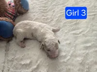 Girl 3 Apricot cream Parti with Chocolate markings , a female Goldendoodle for sale in Tarboro, NC – Photo 1 of 5