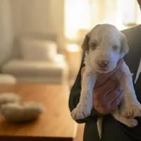 Girl 3 Apricot cream Parti with Chocolate markings 1 ear chocolate , a female Goldendoodle for sale in Tarboro, NC – Photo 6 of 7