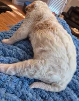 Goldendoodle Boy 2 Apricot cream parti , a male Goldendoodle for sale in Tarboro, NC – 4 of 5