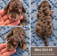 Girl 5 Mini Bernadoodle , a female Miniature Bernedoodle for sale in Tarboro, NC – 2 of 2