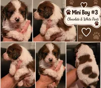 Boy 3 Mini Bernedoodle , a male Miniature Bernedoodle for sale in Tarboro, NC – 3 of 9