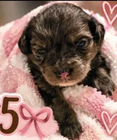 Girl 5 Mini Bernadoodle , a female Miniature Bernedoodle for sale in Tarboro, NC – 1 of 4