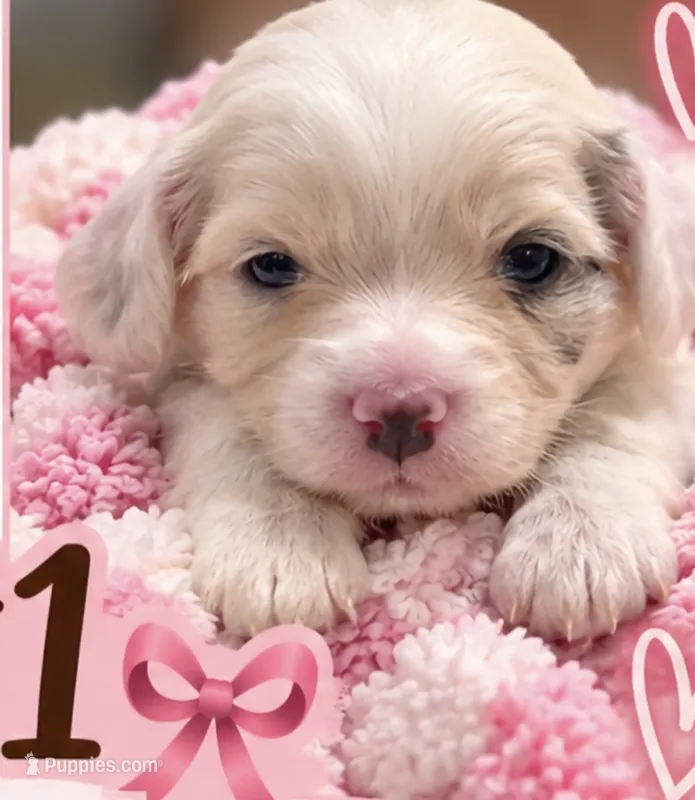 Girl1 Mini Bernadoodle  – Miniature Bernedoodle puppy for sale in Tarboro, NC