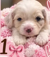 Girl1 Mini Bernadoodle , a female Miniature Bernedoodle for sale in Tarboro, NC – 1 of 4