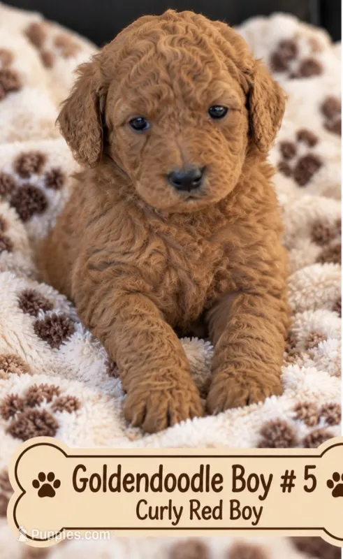 Goldendoodle Boy 5 Red  – Goldendoodle puppy for sale in Tarboro, NC