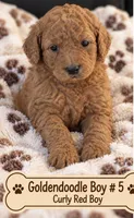 Goldendoodle  curly Boy 5 Red , a male Goldendoodle for sale in Tarboro, NC – 1 of 3
