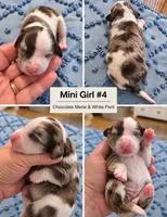 Girl 4 Minature Bernadoodle , a female Miniature Bernedoodle for sale in Tarboro, NC – 2 of 2