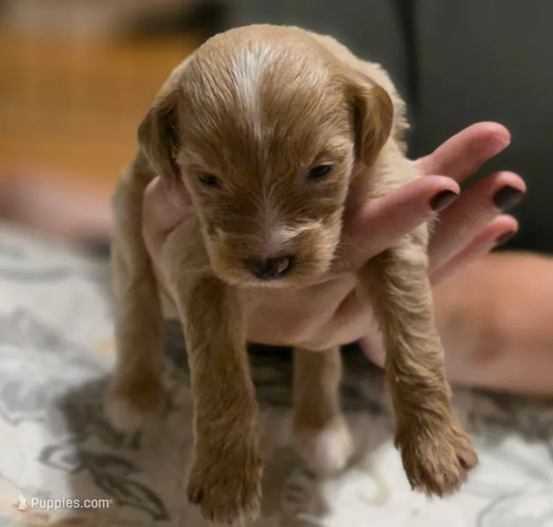 Girl #2 Mini Bernadoodle  – Miniature Bernedoodle puppy for sale in Tarboro, NC