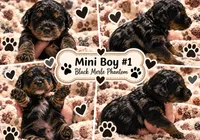 Boy 1 Mini Bernadoodle , a male Miniature Bernedoodle for sale in Tarboro, NC – 6 of 8