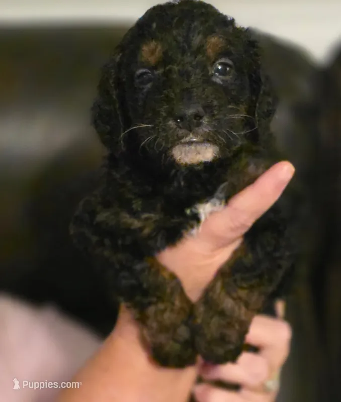 Boy 1 Mini Bernadoodle  – Miniature Bernedoodle puppy for sale in Tarboro, NC
