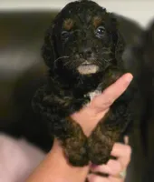 Boy 1 Mini Bernadoodle , a male Miniature Bernedoodle for sale in Tarboro, NC – 1 of 8