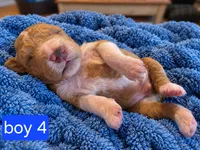Goldendoodle Boy 4 Red white Tuxedo markings , a male Goldendoodle for sale in Tarboro, NC – 3 of 5