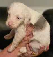 Boy 6 Mini Bernedoodle , a male Miniature Bernedoodle for sale in Tarboro, NC – 2 of 8