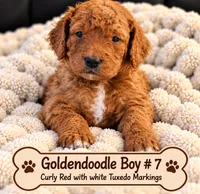 Goldendoodle  Curly Boy 7 Red , a male Goldendoodle for sale in Tarboro, NC – 1 of 6