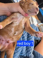Goldendoodle Boy 1 Red with White Tuxedo markings , a male Goldendoodle for sale in Tarboro, NC – 3 of 6