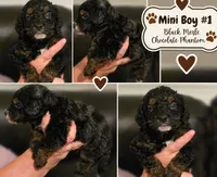Boy 1 Mini Bernadoodle , a male Miniature Bernedoodle for sale in Tarboro, NC – 2 of 8