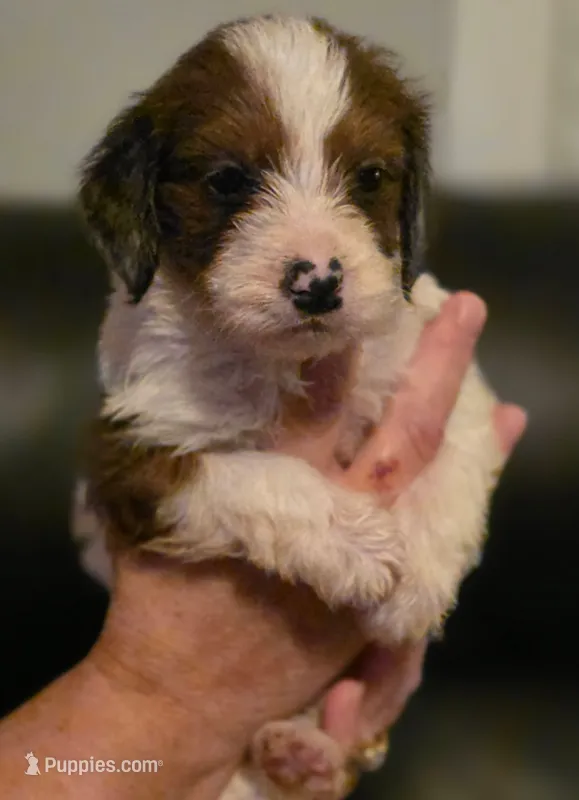 Boy 3 Mini Bernedoodle  – Miniature Bernedoodle puppy for sale in Tarboro, NC