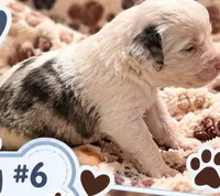 Boy 6 Mini Bernedoodle , a male Miniature Bernedoodle for sale in Tarboro, NC – 6 of 8