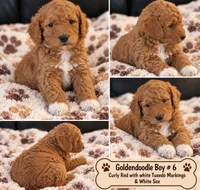 Goldendoodle  Curly boy 6 Red , a male Goldendoodle for sale in Tarboro, NC – 2 of 4