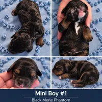 Boy 1 Mini Bernadoodle , a male Miniature Bernedoodle for sale in Tarboro, NC – 2 of 2