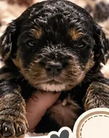 Boy 1 Mini Bernadoodle , a male Miniature Bernedoodle for sale in Tarboro, NC – 5 of 8