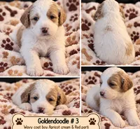 Goldendoodle wavy/ curly  Boy 3 Apricot cream / red , a male Goldendoodle for sale in Tarboro, NC – 2 of 4