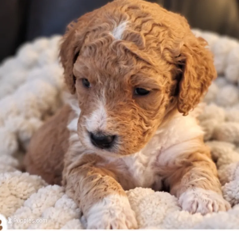 Goldendoodle Boy 4 Red white Tuxedo markings  – Goldendoodle puppy for sale in Tarboro, NC