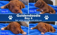 Goldendoodle boy 6 Red , a male Goldendoodle for sale in Tarboro, NC – 5 of 5