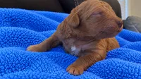Goldendoodle Boy 7 Red , a male Goldendoodle for sale in Tarboro, NC – 2 of 4
