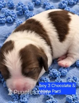 Boy 3 Mini Bernedoodle  – Miniature Bernedoodle puppy for sale in Tarboro, NC