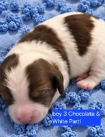 Boy 3 Mini Bernedoodle , a male Miniature Bernedoodle for sale in Tarboro, NC – 1 of 2