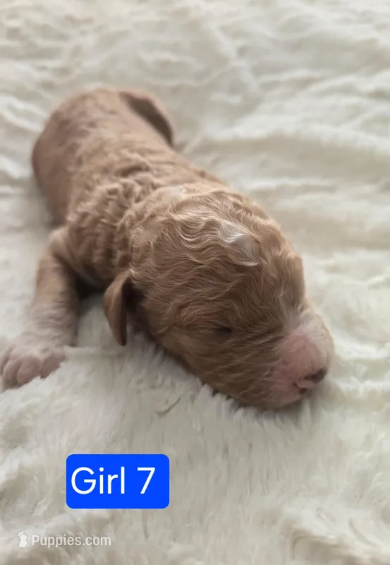 Girl 7  light brown/  Red with white markings & white sox 