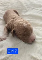Girl 7  light brown/  Red with white markings & white sox , a female Goldendoodle for sale in Tarboro, NC – Photo 1 of 6