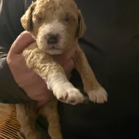 Girl 7  dark   Red with white markings & white sox , a female Goldendoodle for sale in Tarboro, NC – Photo 1 of 8