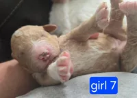 Girl 7  light brown/  Red with white markings & white sox , a female Goldendoodle for sale in Tarboro, NC – Photo 4 of 6